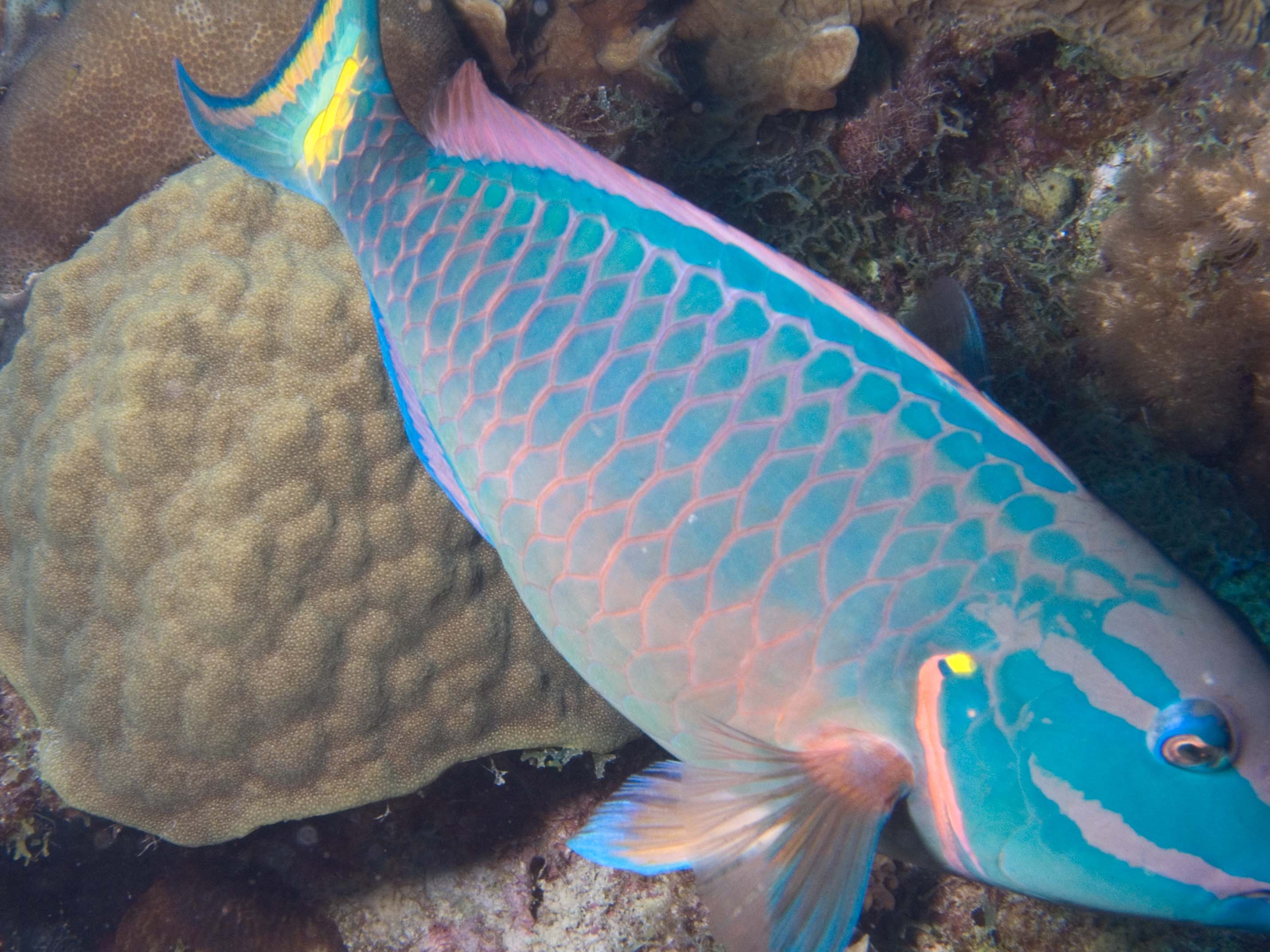 gal/Bonaire 2006/StoplightParrotCropped5x3.jpg